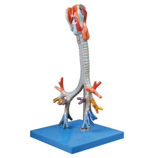 CE approved quality Human Anatomy Model Trachea ,bronchial training doll