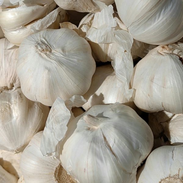 China Supplier Vegetables Agricultural Export Pure Fresh White Garlic with Best Price