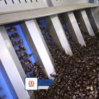 15 - 18 Chestnuts Nuts Sorting Machine High Capacity Enchaned Productivity