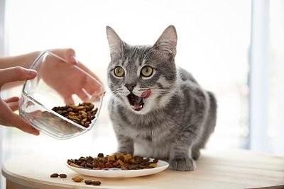 Alimentos mais nutritivos para gatos Sabor de carne bovina Aditivos saudáveis para alimentos para gatos HACCP