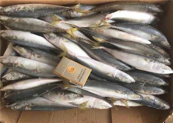 Círculo inteiro o Pacífico 4Pcs 6Pcs pela cavala congelada fresca do quilograma para o mercado