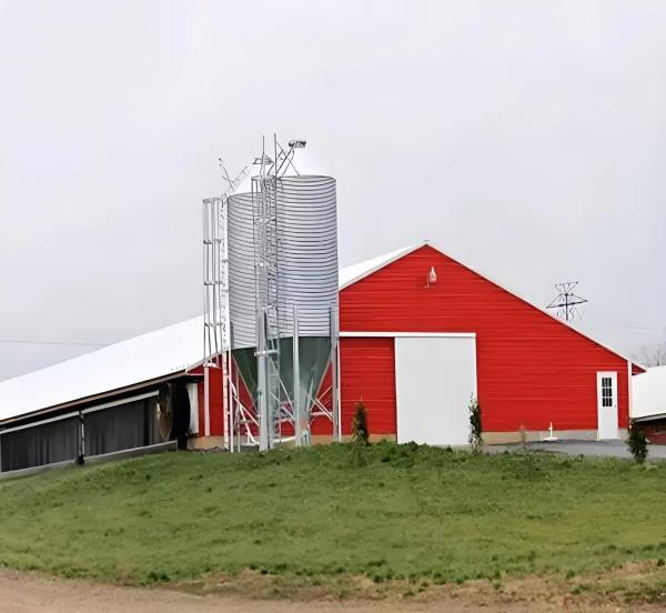 Modern Steel Poultry House Egg Collection System for Laying Hens