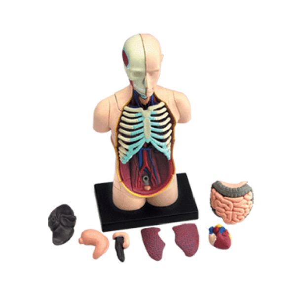 4d Master Puzzle Assembling 19cm Human Body Anatomy Model Toy Medical