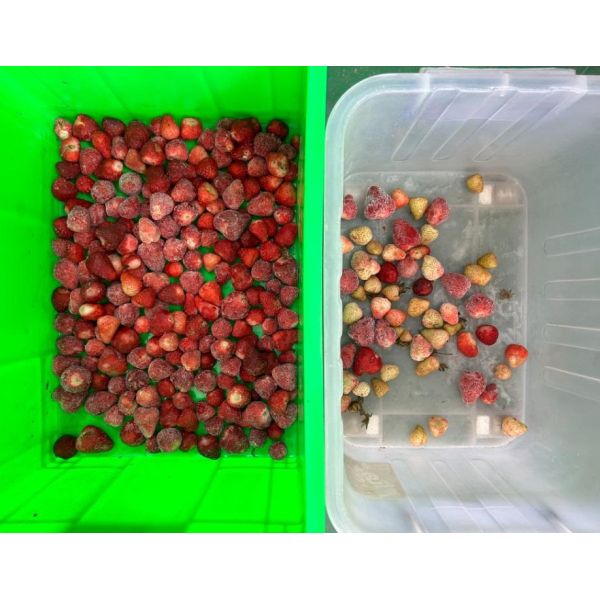 Machine de tri des couleurs à l'épreuve de l'eau en acier inoxydable