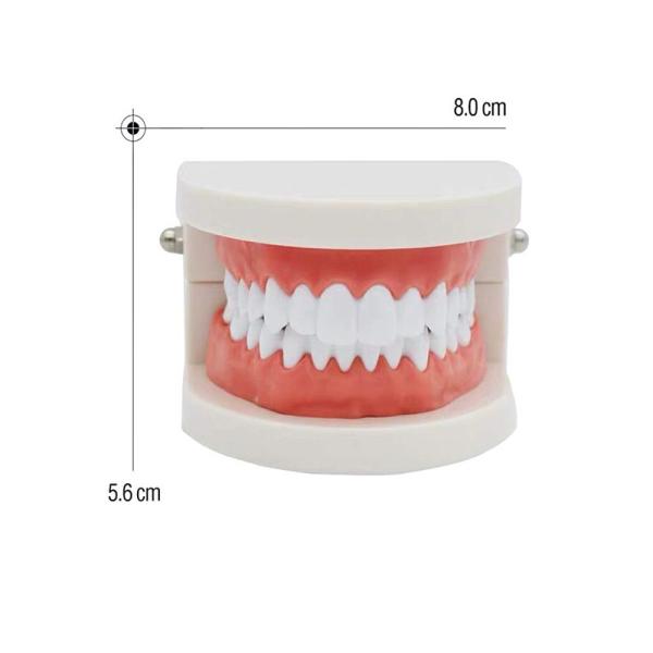 Educationial Standard Demonstration Human dental teeth model For Dental Students