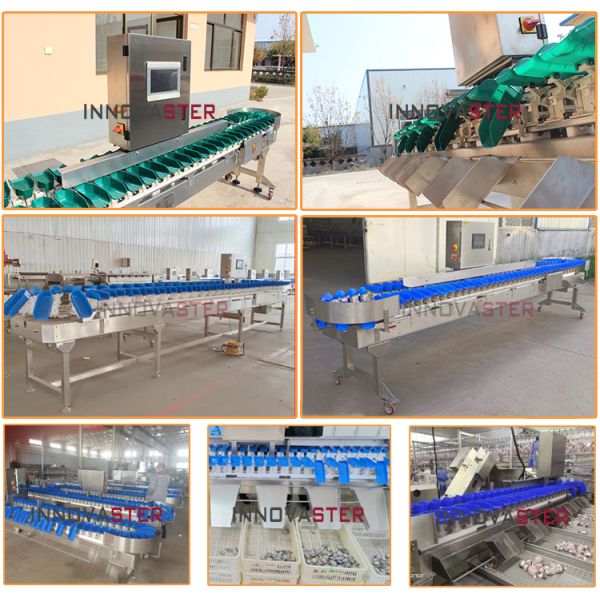 Advanced 500 KG Automatic Fruit Vegetable Weight Sorting Machine for Precise Sorting