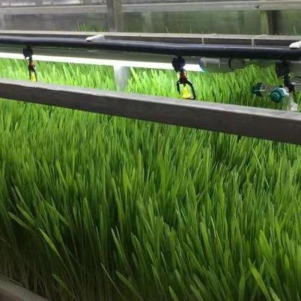 Tingzhou Juxiang Sistema de cultivo hidropónico totalmente automático para vegetais Frutas Flores