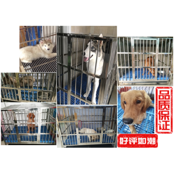 Large Foldable Stainless Steel Dog Cage with No Pattern and Push-up Closure