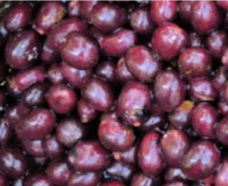 Coffee Cherry RGB Color Sorter Tailored Coffee Bean Sorting Machine