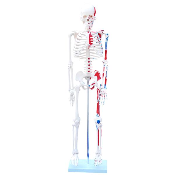 Medical Science 85cm Anatomical Skeleton Model For Anatomy Class With Painted Muscles