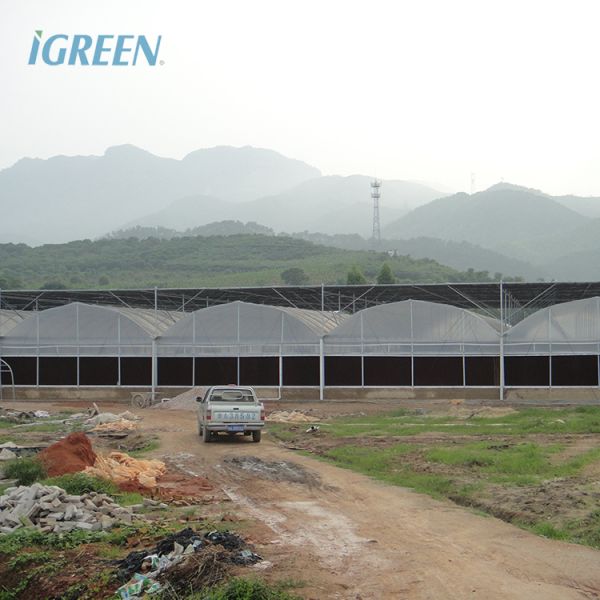 Invernadero con película plástica de 200 micras, tela de sombra, altura del techo 7 metros para fresas