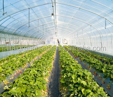 Hydroponic Greenhouse Strawberry Length 30-100m Suitable for Vegetable Fruits Flowers