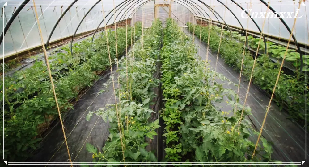 Крышка земли земледелия земной крышки HDPE сплетенная сеткой мульчирует циновку 1 до 1 засорителя фильма кв