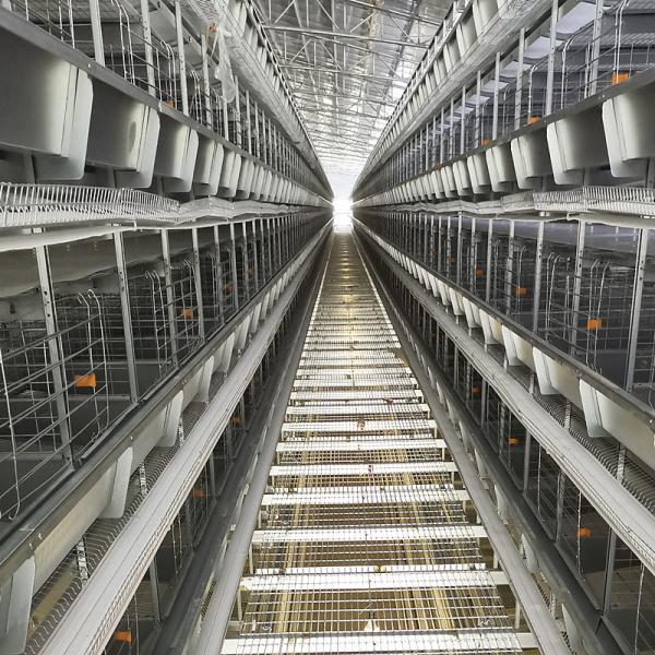 Un alimentateur automatique de poulets de chair 380V, 500 kgs équipement de cage de poulet galvanisée à chaud
