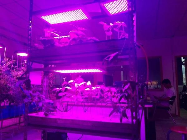 PPF 1.8umol/J LED Grow Lights APOLO 6 150W 660nm/460nm Spetrum Wide Diffusion Angle
