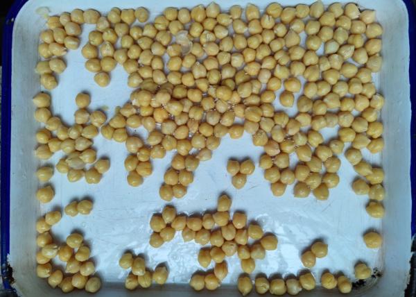 O sabor salgado enlatou feijões do grão-de-bico sem a impureza