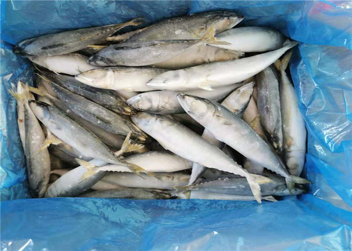 Скумбрия рыб 110g 130g IQF свежая замороженная для гостиницы