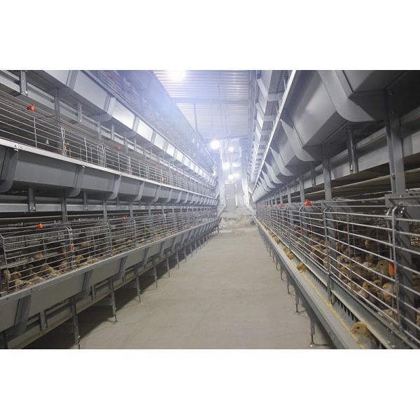 клетка цыпленка бройлера 1480mmx1750mmx440mm