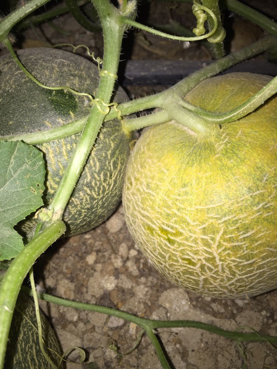Ruizaofeng Round Melon Seeds Hybrid Melon Seeds High Yield SM01
