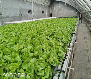 Sainpoly Hydroponic Lettuce Greenhouse Tunnel Green House Customized