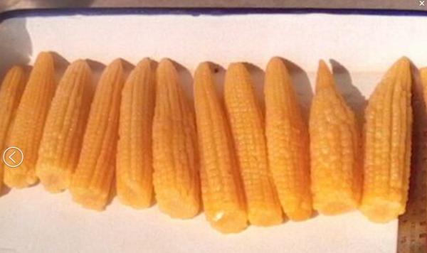 canned baby corn