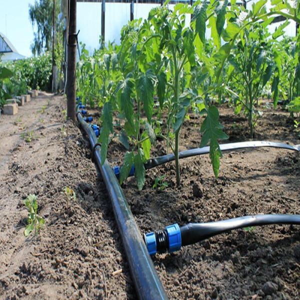 Sistema de irrigação do gotejamento da estufa/sistema de sistema de extinção de incêndios aéreo para a estufa