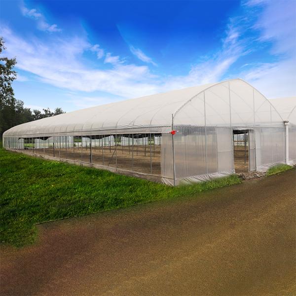 Fertilizante de vegetais agrícolas Fertilizante de tomate de várias faixas Fertilizante para frutas Flor
