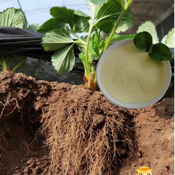Adubo orgânico de OMRI List Soy Protein Hydrolysate com ácidos aminados 85% 16-0-0