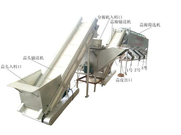 Garlic cloves grading machine, garlic clove sorting machine, garlic seeds grader