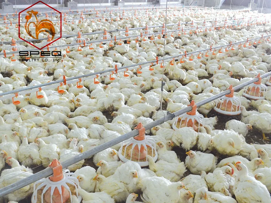 Hygienic Design Automatic Chicken Feeder System Anti Waste For Broiler Farms