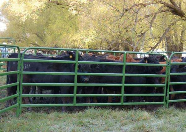 1.66 Od 16 Gauge Tubing 10ft Livestock Fence Panels With 14 Gauge Vertical Stays