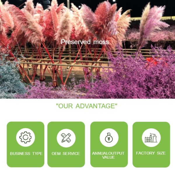 Multiple Colors Interior Decoration Preserved Green Wall With Simple Structure