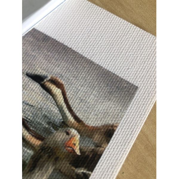 Водные струйные напечатанные художественные выставки холста 360gsm хлопка штейновые свертывают протягиванный