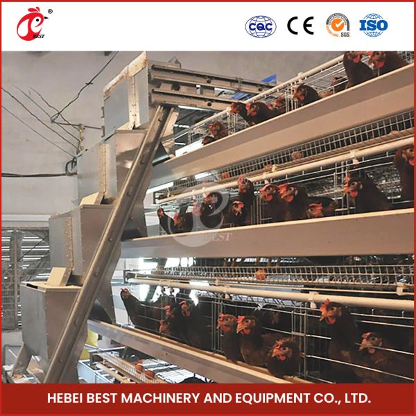 96 Birds Automatic Chicken Cage Equipment Battery Egg Layer Cage For Laying Hens In Nigeria Iris