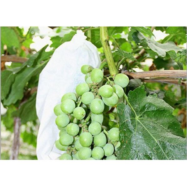 Прозрачная ткань ландшафта Spunbond Non сплетенная для крышки завода земледелия