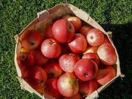 Linha de processamento de 3T/H Apple para Juice Complete Plant Preheating