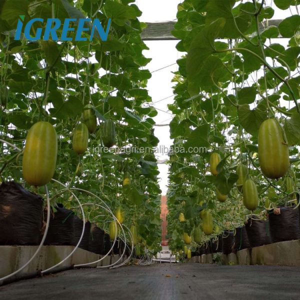IGreen Multi-Span Agricultural Greenhouse with PE Film Cover Single Layer Customizable Size