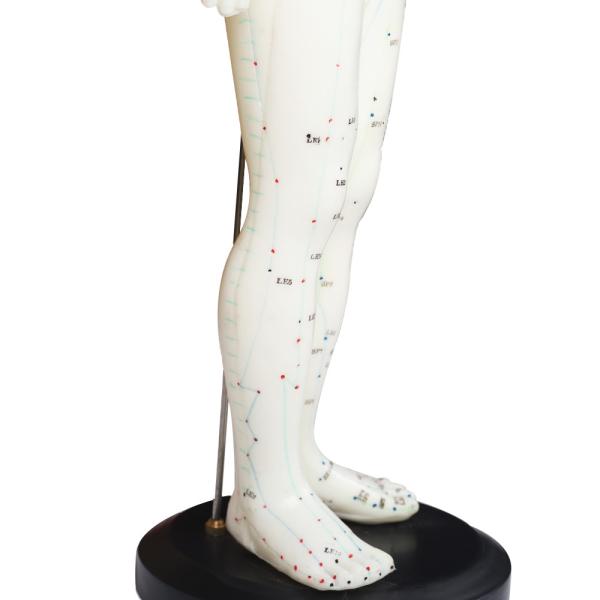 Versatility Various Acupuncture Techniques Body Model Weighing Approximately 5kg