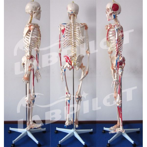 Medical Science Educational Model 180cm Tall Colored Skeleton with Muscles and Ligaments