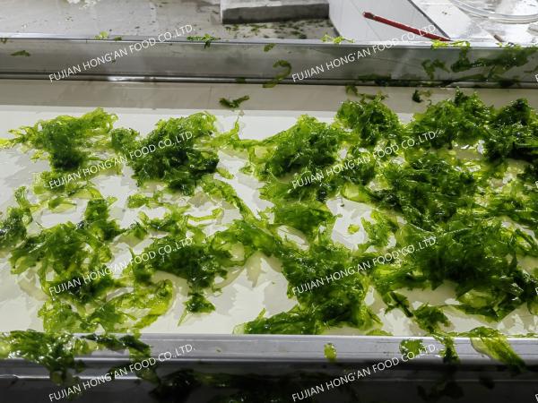 Umami Aonori Seaweed Sprinkles for Japanese Cuisine Rice Potato Chips Seasoning