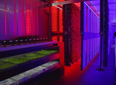 AC85-265V White LED Grow Lights 100 Watt For Indoor Gardening