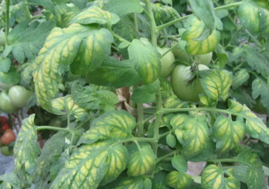 Естественное удобрение корня для деревьев хелатируя прослеживающий элемент Мг магния