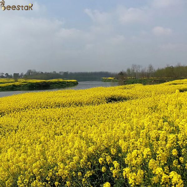 Polen crudo fresco puro el 100% de la abeja natural con Granual grande