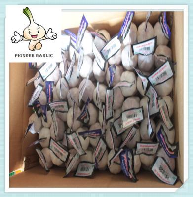 2016 Fresh Normal White Chinese Garlic exporters china cheap garlic
