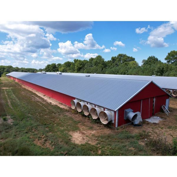 Q235B Q355B Structure en acier Poulet, bâtiment préfabriqué en acier économique