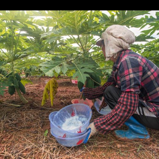 Papaïne de qualité industrielle Bromélaïne Enzyme 2400000U/G Poudre de protéase de qualité alimentaire