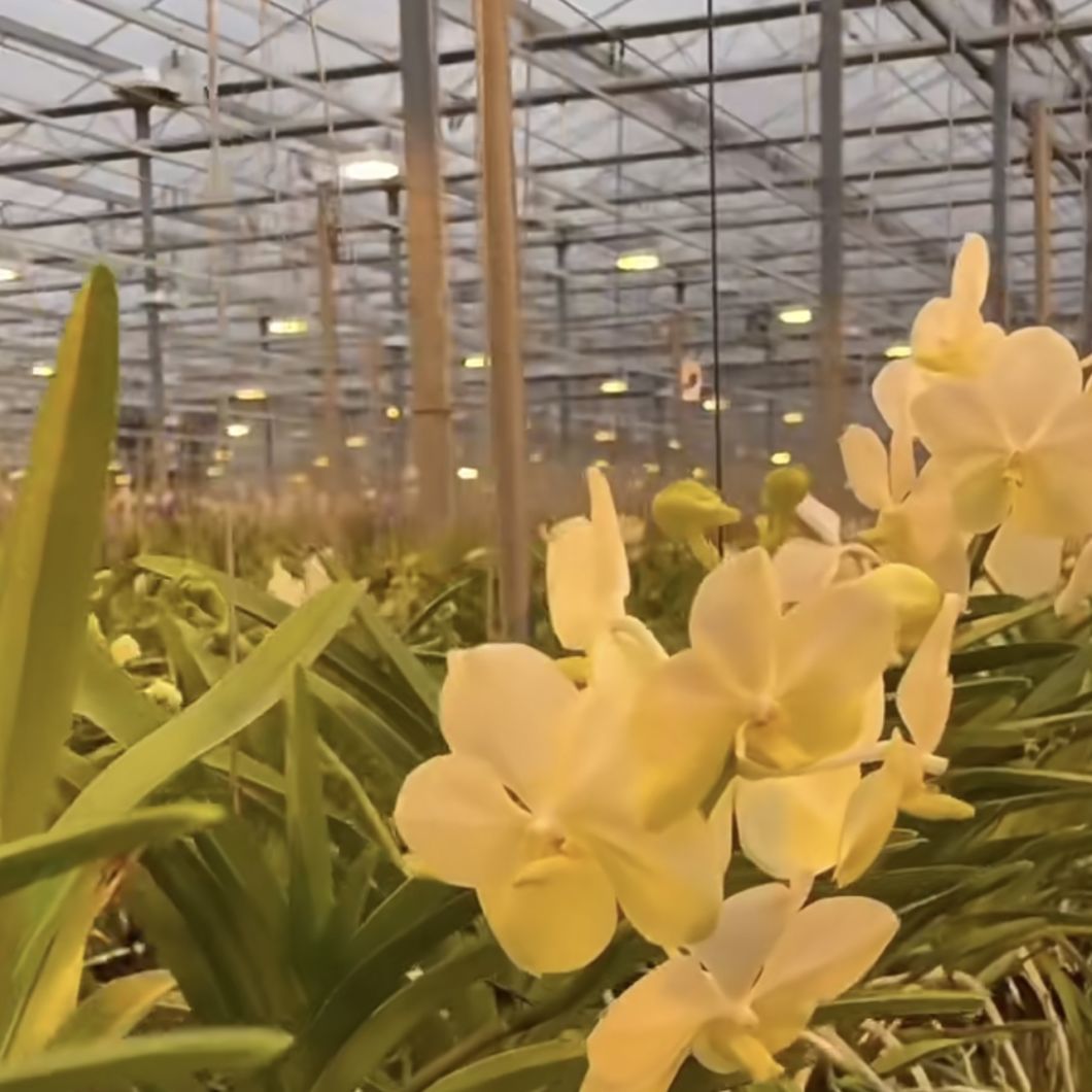 20 долларов США на квадратный метр Ju Xiang Glass Greenhouse для выращивания овощей Полная оплата
