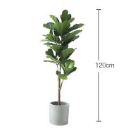 Usine artificielle d'atterrissage d'arbre de ficus de Pandurata de taille naturelle de 120cm