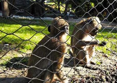 Animal Enclosure Woven Rope Mesh Zoo Aviary Stainless Steel Network Bird Ferrule Cable Net