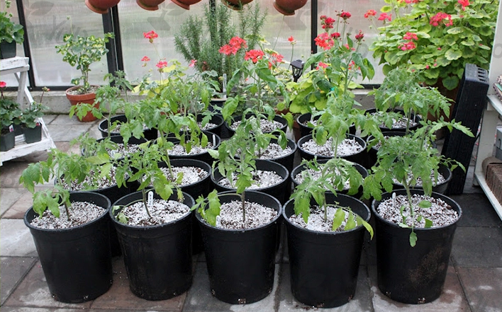 hard plastic 2 gallon plastic bucket plant watercress nutrition  pot